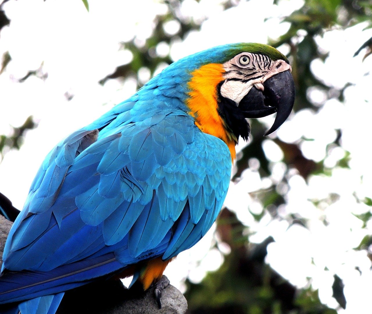 Enten Concentratie Vlieger Papegaai blauw - Alles over de blauwe soorten papegaaien