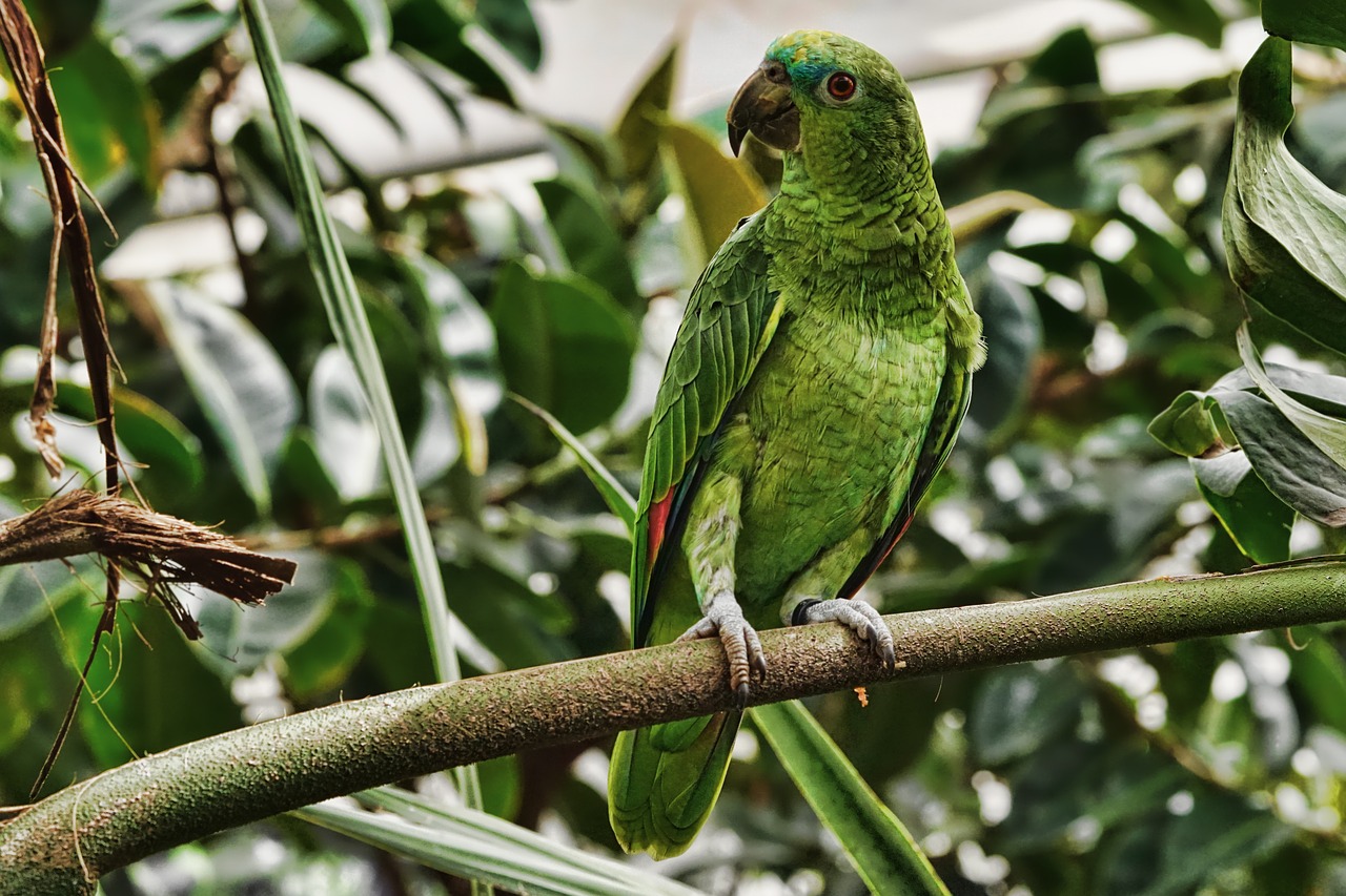 systematisch Scheiding wijs Papegaaienboom - Favoriete plek van je papegaai